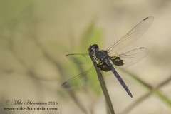 Celithemis martha