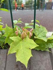 Acer platanoides