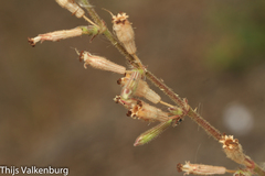 Silene nicaeensis