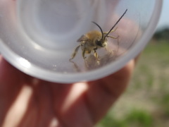Eucera