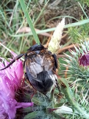 Bombus