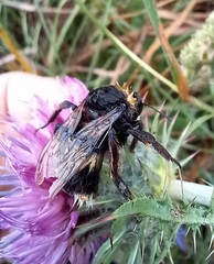 Bombus