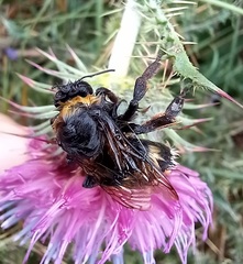 Bombus