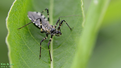 Sphedanolestes impressicollis