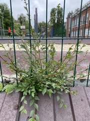 Ulmus pumila
