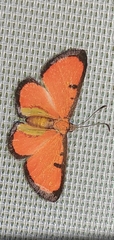 Mesene phareus