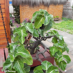 Dendroseris litoralis