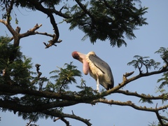 Leptoptilos crumenifer