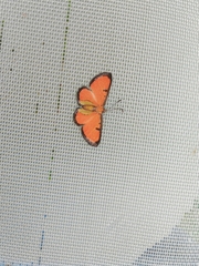 Mesene phareus