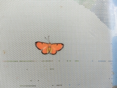 Mesene phareus