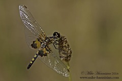Celithemis martha