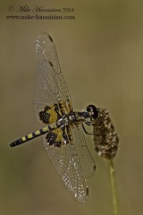 Celithemis martha