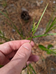 Scleria muehlenbergii