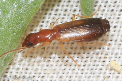 Paradromius