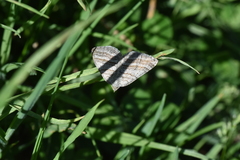 Scotopteryx coarctaria