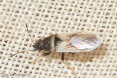 Metopoplax fuscinervis