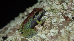 Pristimantis zeuctotylus