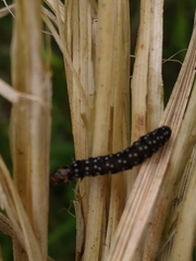 Aphelia