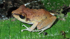 Pristimantis zeuctotylus