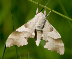 Marumba quercus