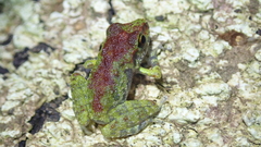 Pristimantis zeuctotylus