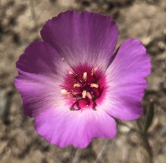 Clarkia gracilis tracyi