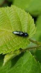 Agrilus cyanescens