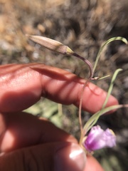 Clarkia gracilis tracyi