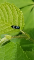 Agrilus cyanescens