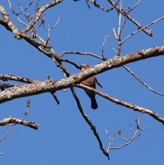 Garrulus glandarius