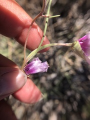 Clarkia gracilis tracyi