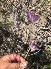 Clarkia gracilis tracyi