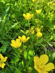 Ranunculus constantinopolitanus