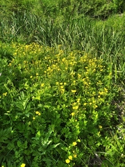 Ranunculus constantinopolitanus