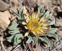 Townsendia scapigera