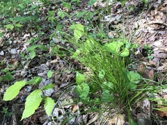 Trichophorum planifolium