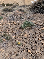 Townsendia scapigera