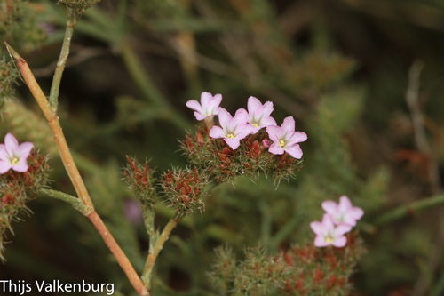 Representative image of Myriolimon ferulaceum
