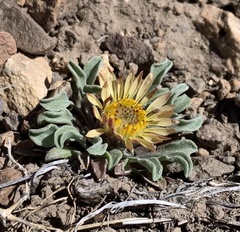 Townsendia scapigera