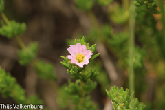 Frankenia boissieri
