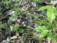 Trichophorum planifolium