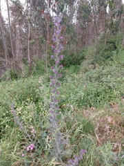 Echium tuberculatum