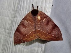Automeris bilinea