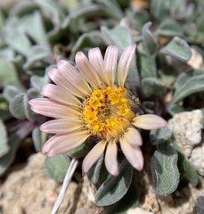 Townsendia scapigera