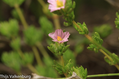 Frankenia boissieri