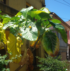 Dendroseris litoralis