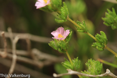 Frankenia boissieri