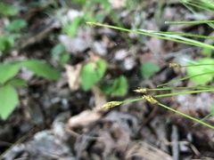 Trichophorum planifolium