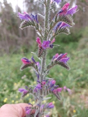 Echium tuberculatum