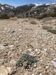 Townsendia scapigera